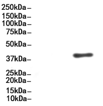 CD55 Antibody