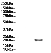 Phospho-LIN28A (Ser200) Antibody