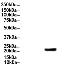 LIN28A Antibody