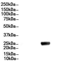 CD79A Antibody 