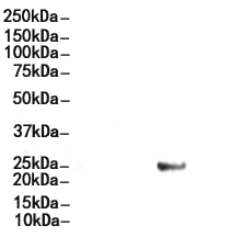 Phospho-CBX1 / HP1 beta (Thr51) Antibody
