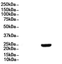 CBX1 / HP1 beta Antibody