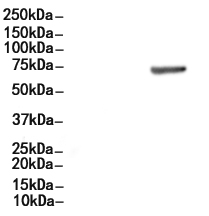 Phospho-FMR1 (Ser500) Antibody
