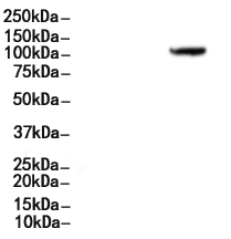 GluR1 Antibody