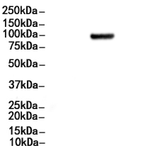 AKAP1 Antibody