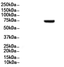FXR1 Antibody 