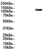 ITGA1 Antibody