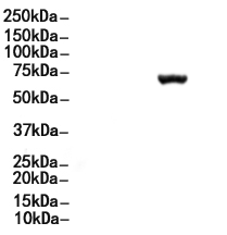 Phospho-ATF2 (Thr69/Thr51) Antibody 