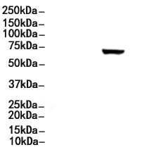 Phospho-RIPK2 (Ser176) Antibody