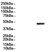 ENTPD5 Antibody