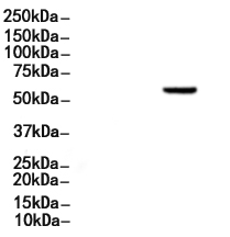 Phospho-RIP3 (Ser232) Antibody