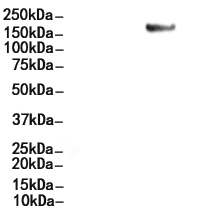 Phospho-CD227/MUC1 (Tyr1229) Antibody 