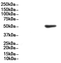 BLNK Antibody 