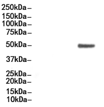 Phospho-CD226/DNAM-1 (Ser329) Antibody