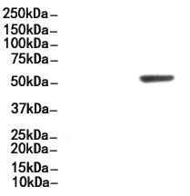 CD226/DNAM-1 Antibody 