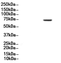 ENTPD1/CD39 Antibody