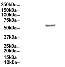 Cytochrome P450 17A1 Antibody