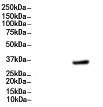 AQP4 Mouse Monoclonal Antibody 