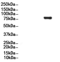 RSK2 Antibody 