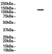 Phospho-APP (Thr668)[Thr743] Antibody