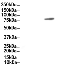 APPL1 Antibody 