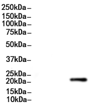 CYBA Antibody 