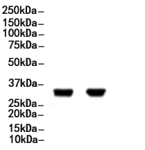 CD200 / OX2 Antibody