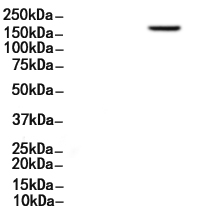 CD227/MUC1 Antibody