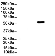 OLFM4 Antibody