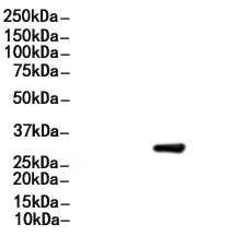 IGFBP1 Antibody
