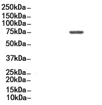c-Rel Antibody