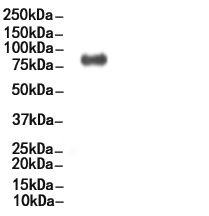 Phospho-TBK1 (Ser172) Antibody