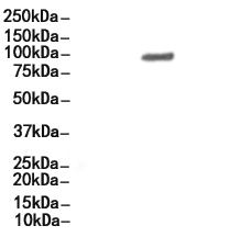 CD22 Antibody