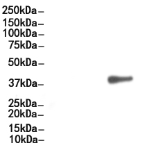 Pax-5 Antibody