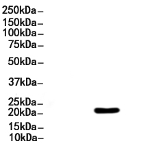 Emerin Antibody 