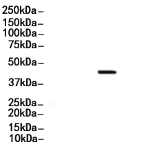 Cleaved-Caspase 8 (Asp384) Antibody