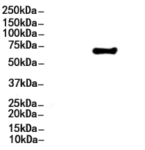 Perilipin-1 Antibody