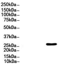 EIF6 Antibody 