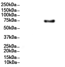 GAD1/2 Antibody 