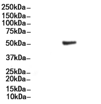 Phospho-RUNX1 / AML1 (Ser276) Antibody
