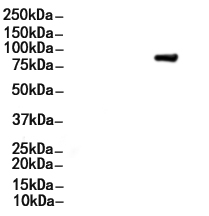 Phospho-RAD18 (Ser403) Antibody