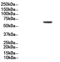 RAD18 Antibody 