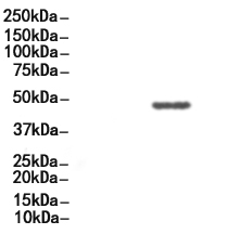 GATA6 Antibody
