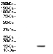 Histone H2A.X Antibody