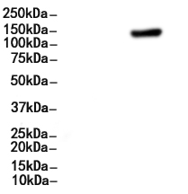 VE-Cadherin Antibody