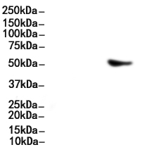 GFAP Mouse monoclonal Antibody