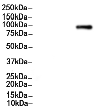 BCL11B Antibody