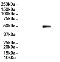 Phospho-GATA3 (Ser308) Antibody 