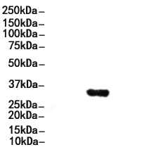 Phospho-Coagulation Factor III (Ser290) Antibody