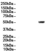 GATA3 Antibody 